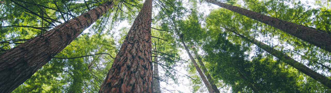 Redwood forest