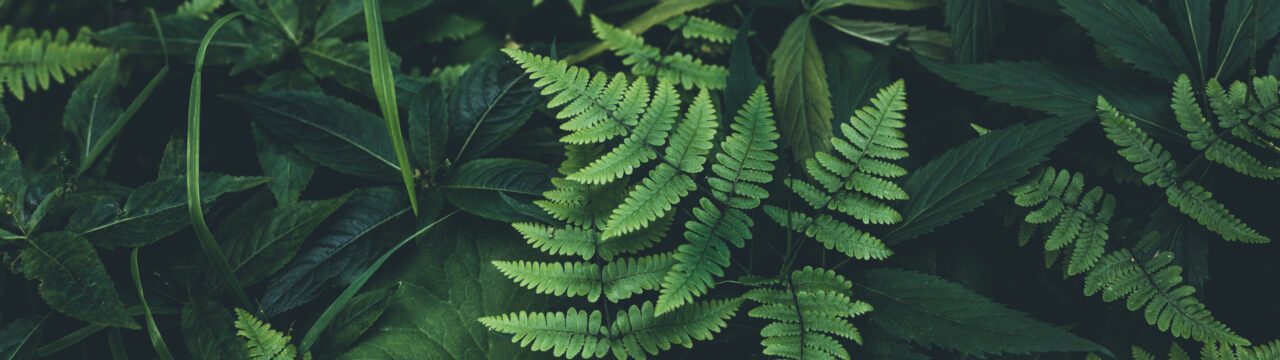 Jungle leaves background