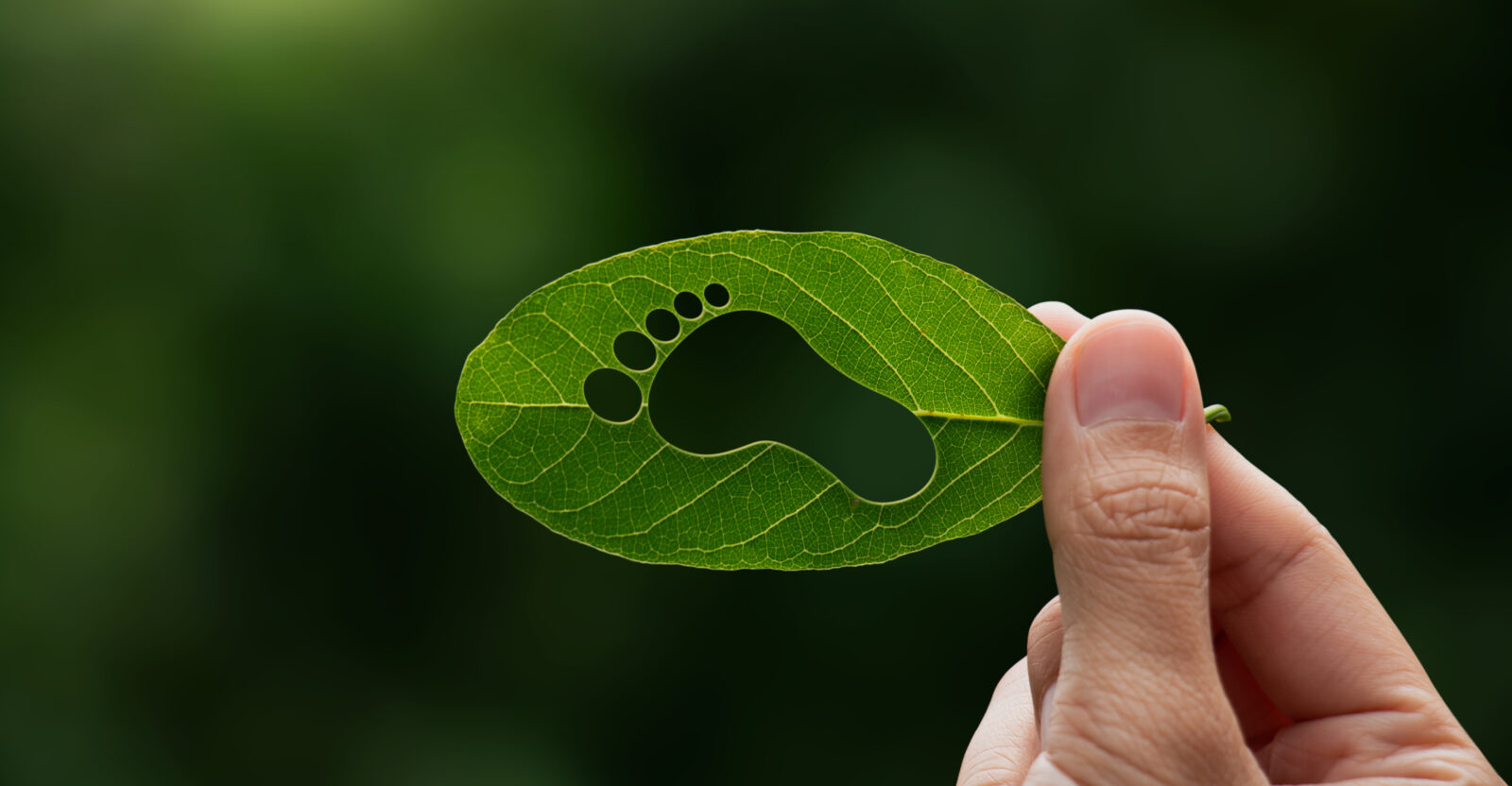 Hand of human is holding green leaf with carbon footprint